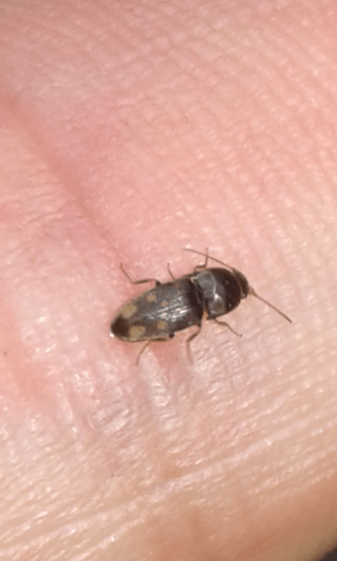 Drasterius bimaculatus (Elateridae)? Sì.
